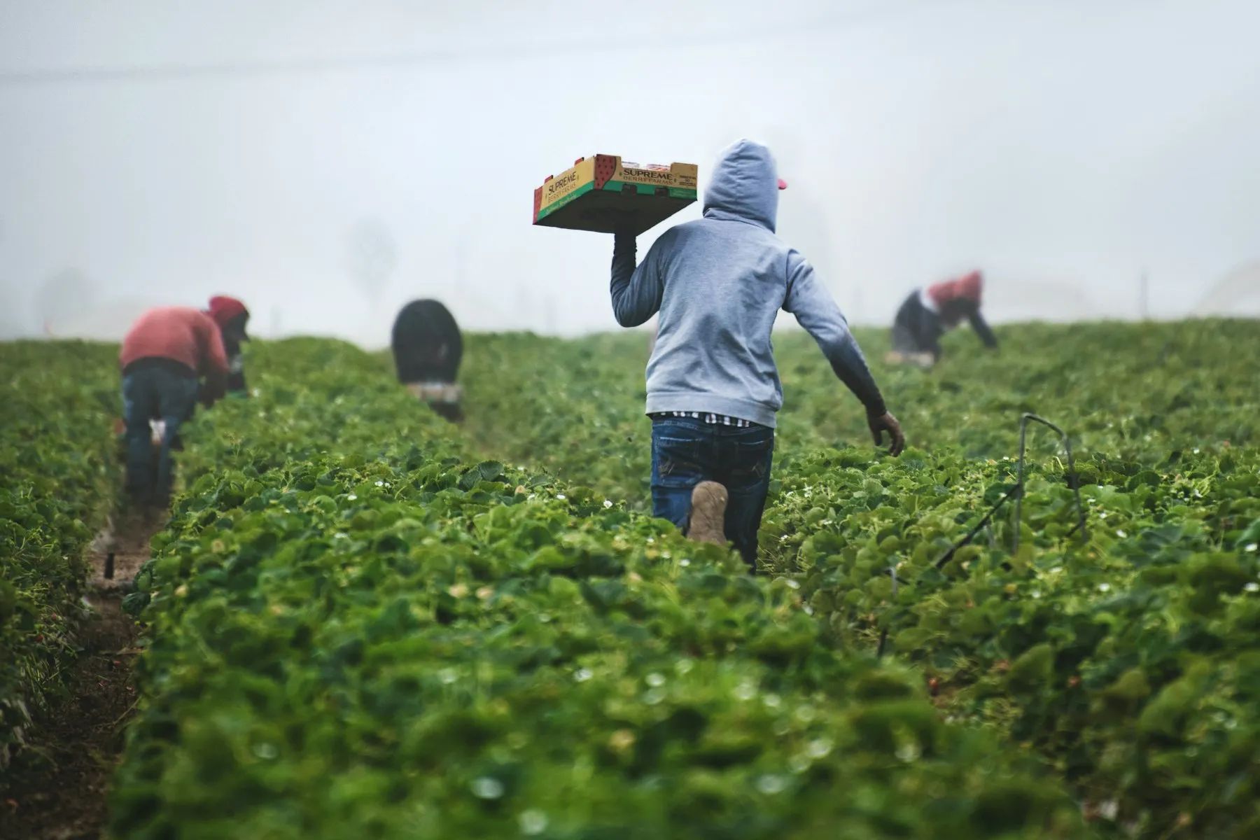 Greenhouse labor and workers